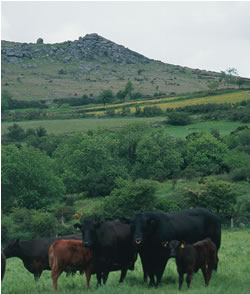 Angus Cows